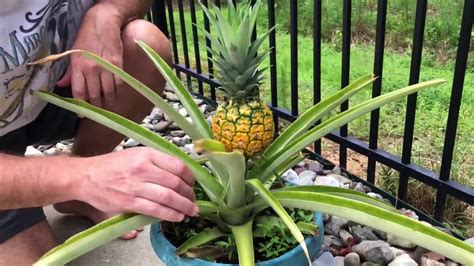 Pull pineapple yourself - cultivation, care