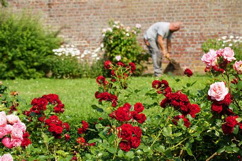Période de plantation des roses: quel est le meilleur moment pour planter des roses?
