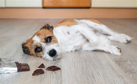 Păi Săraci: Intoxicații Cu Ciocolată În Spike Câini În Timpul Crăciunului
