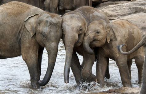 Qual È La Differenza Tra Elefanti Asiatici E Africani?