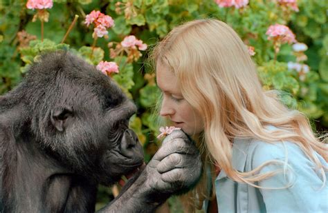 Rechtszaak Over Koko De Gorilla'S Tepel Fetish Opgelost