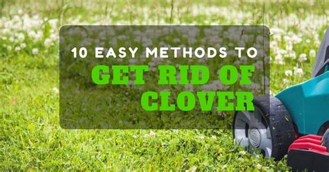 Remove clover in the lawn - Tips for fighting