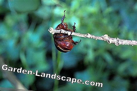 Rhinoceros beetle: Profile + promoot het nuttige insect in de tuin