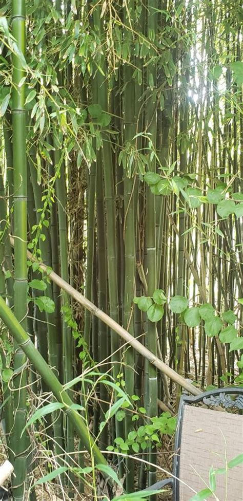 Rhizome barjeras izveidošana bambusa un co vajadzībām - alternatīvas