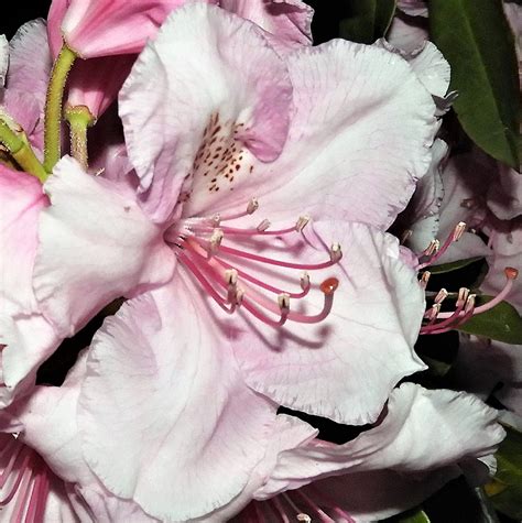 Rhododendron: mod att färga