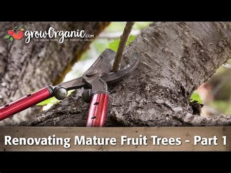 Root Cure: New flower for old fruit trees