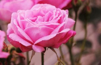 Rose planting time: when is the best time to plant roses?