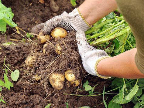 Récolte de pommes de terre - quel est le meilleur moment?