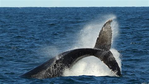 Schipgeluid Overstemt Whale Talk, Een Bedreiging Voor Paring