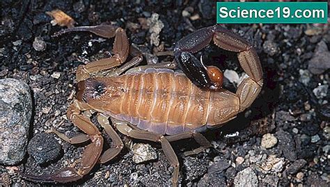 Scorpioni in Alabama