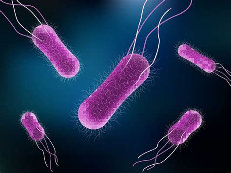 Se Encontraron Bacterias Súper Salmonelas