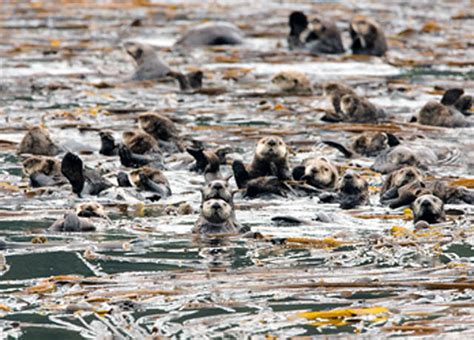 Sea Otters Mogen Global Warming Warriors Zijn