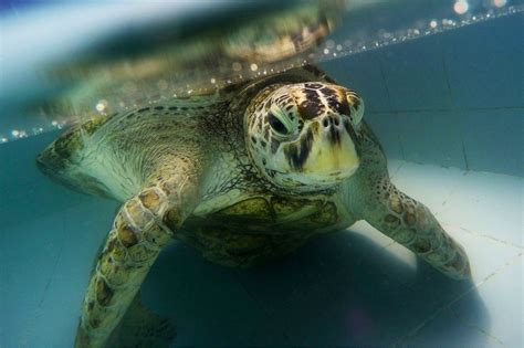 Sea Turtle Named Bank Aveva 915 Monete Rimosse Dallo Stomaco