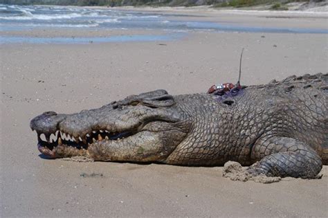 Secret Revealed: How Crocodiles Cross Oceans