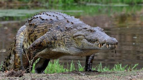 Seno Zvēru Kaujas: Milzīgs Krokodils Pret Pasaules Lielāko Čūsku