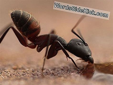 Sexo Animal: Cómo Lo Hacen Las Hormigas