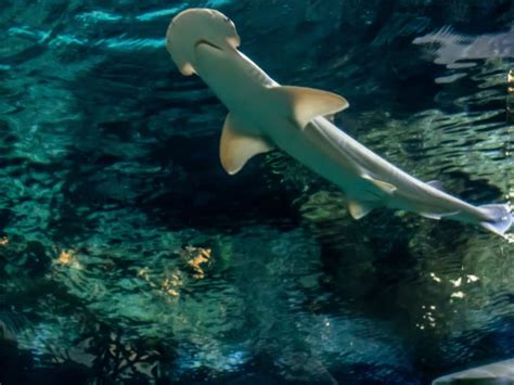 Shark-Hyökkäysten Tiede Ja Miten Niitä Vältetään