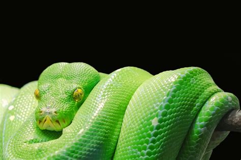 Sinu Järgmine Nightmare: Venomous Snake Hammutab Inimesi Nende Uni