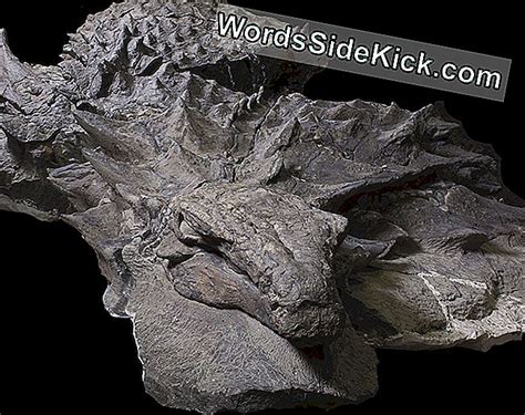 Sleeping Dragon: Hoe Deze Dinosaurus In 3D Werd Bewaard