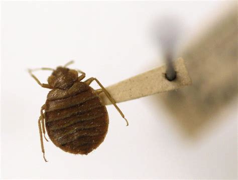 Slikti Kļūst Sliktāk: Bedbugs Var Dot Superbug Gultā