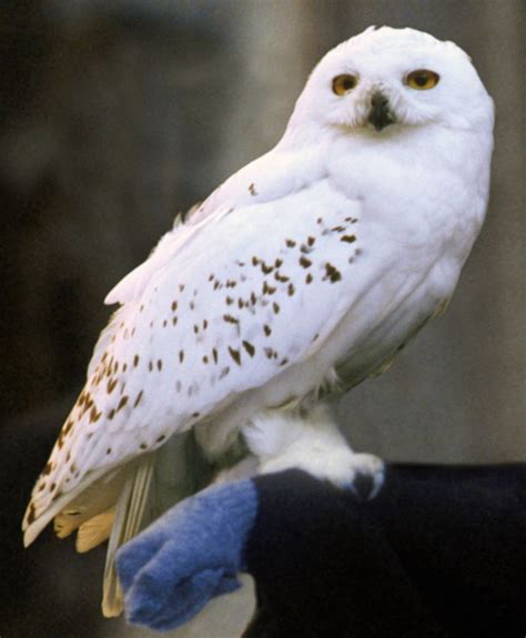 Snowy Owl Harry'Ego Pottera: Nie Tylko Dla Czarodziejów