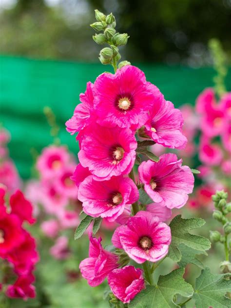 Sowing hollyhocks successfully