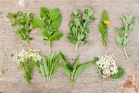 Spring cure with wild herbs