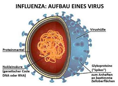 Stand Zurück, Rückweg: Grippe-Virus Kann Nur Durch Atmen Verbreitet Werden