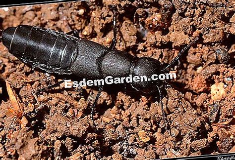 Staphylin, un insecto auxiliar para dar la bienvenida al jardín