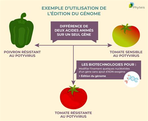 Sweet Science: Le Génome De La Tomate Porte Des Fruits