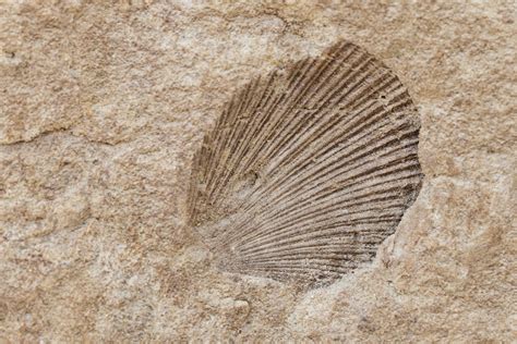 Sådan identificeres Shell Fossils