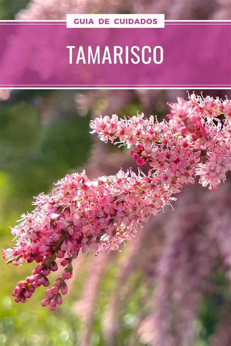 Tamarisk, tamarisco de verano - ubicación, plantación y cuidado