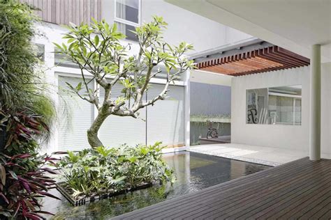 Tanaman indoor eksotis untuk apartemen - x tanaman tropis
