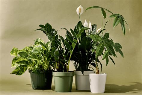 The 10 most popular green plants