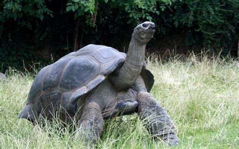 Tiergeschlecht: Wie Galapagos-Schildkröten Es Tun