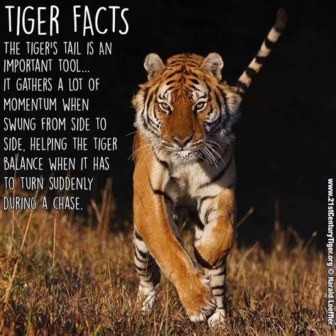 Tigers: Facts & Information