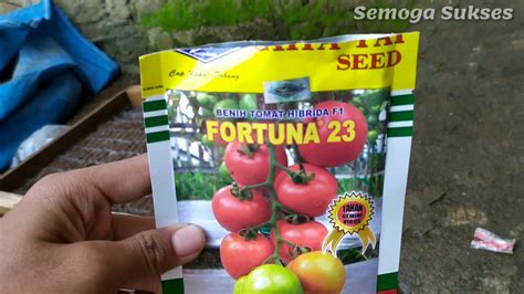 Tips untuk Pembibitan Tomat - Bumi dan Tanggal