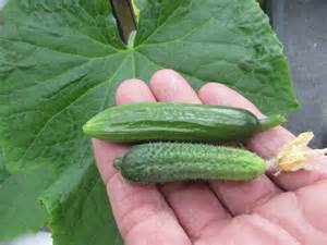 Tips voor het kweken van mini-komkommers