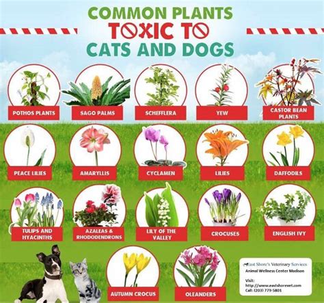 Toxic flowers in the garden - danger for cats, dogs & Co.