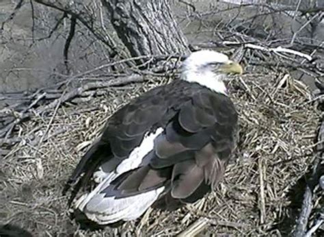 Tramado Last Baby Eagle Hatches Live En La Web