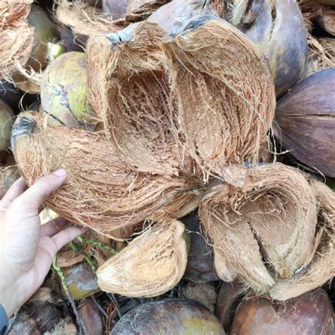 Trang trí vỏ dừa - Tinker với vỏ dừa