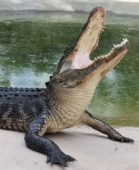 Treffen Sie einen 12-Fuß-Alligator in diesem Drive-Through-Gator-Park in Florida