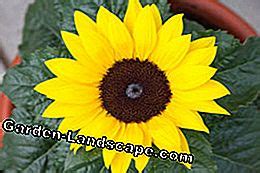 Trek zonnebloem als potplant - tips over potmaat, zaaien, locatie en verzorging