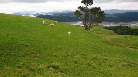 Turi Būti Aptverta Didžiulė Naujosios Zelandijos Smegduobė, Kad Karvės Nebūtų Praryjamos