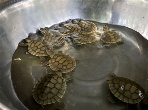 Turtle Triumph: Nine New Cambodian Royal Turtles Hatch