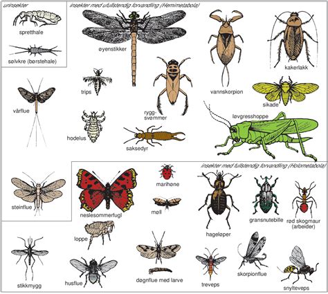 Typer af insekter og insekter, der lever i træ