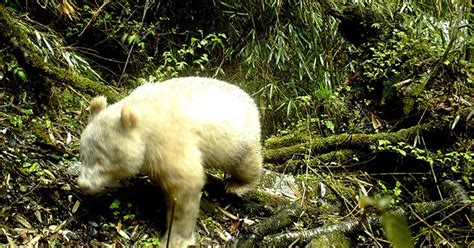 Un Panda Albino Aperçu Dans La Nature Pour La Première Fois