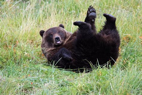 Un-Bear-Ably Leuk: Black Bear Gevangen Dutten