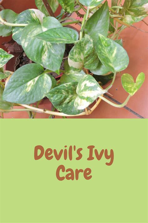 Undemanding Ivy - Care Tips