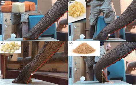 Urmăriți Un Elefant Numit Kelly Scoop Cereale În Gura Ei În Cel Mai Bun Studiu Din 2018